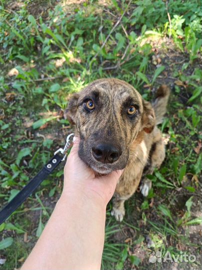 Самая лучшая девочка ищет семью