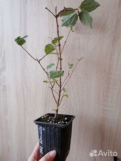 Жасмин чубушник