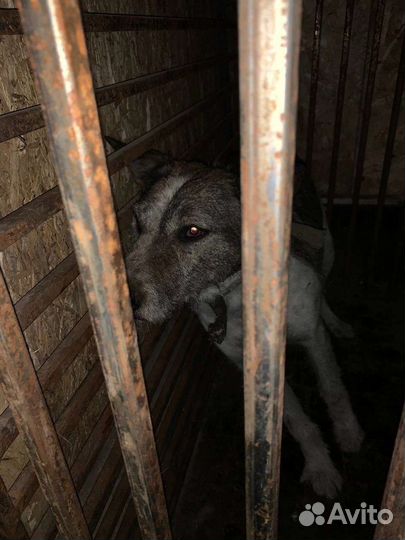 Собачки отловлены 14.04.23 в Абакане Юрченко