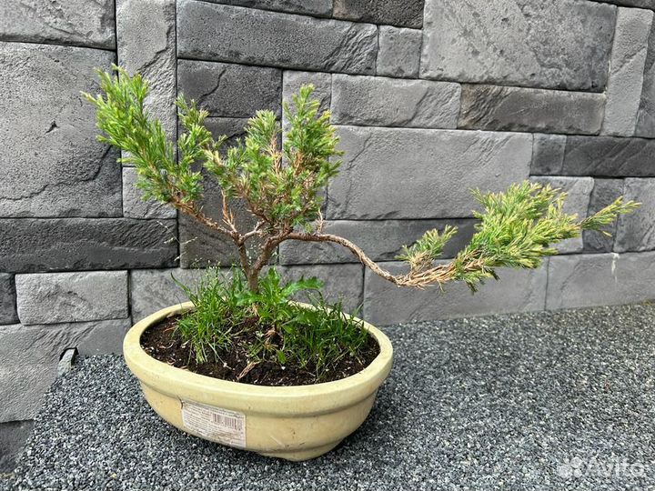 Можевельник