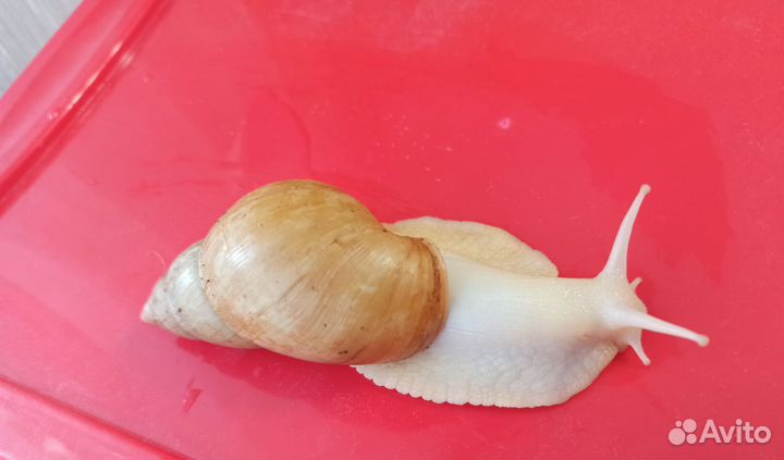 Улитка ахатина