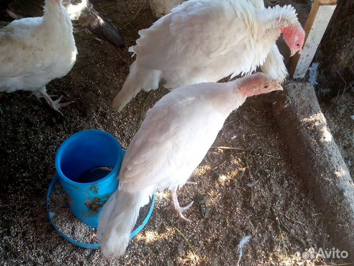 Индюшата, Петушки молодые, яйца куриные