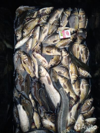 Малёк карпа