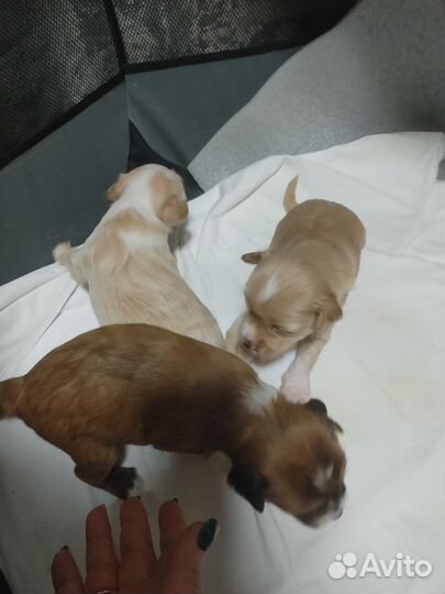 Щенки китайской хохлатой пуховой