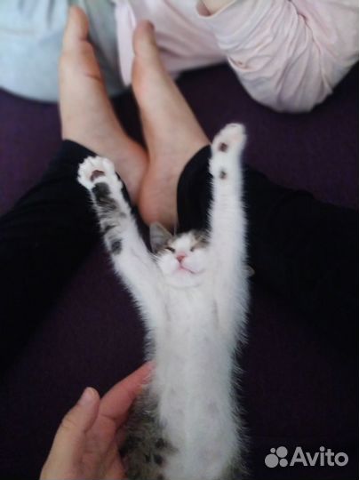 Кошки