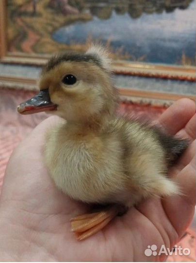 Хохлатые утки семья