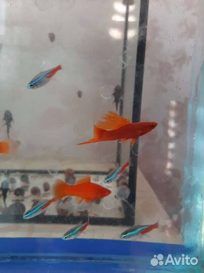 Сомики обмен- с моей доплатой