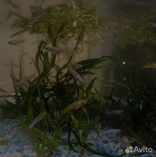 Рыбки Гуппи