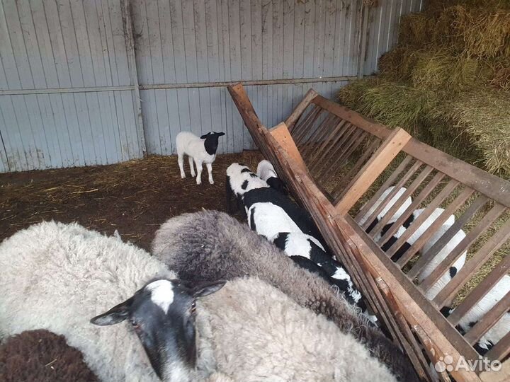 Ярки котные