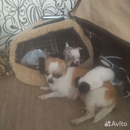 Щенки чихуахуа