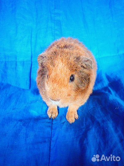 Морская свинка американский тедди