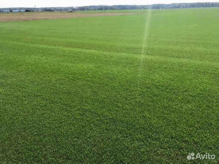 Рулонный газон, укладка, продажа