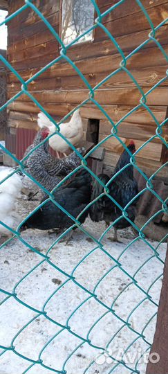 Петухи брама и джерсинс. гигант