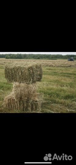 Сено в тюках