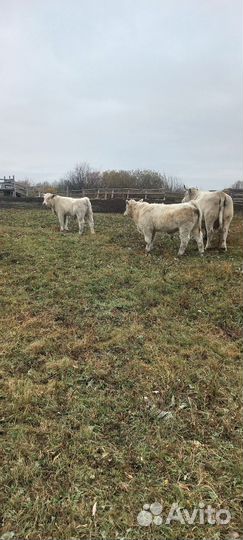 Быки на племя шароле