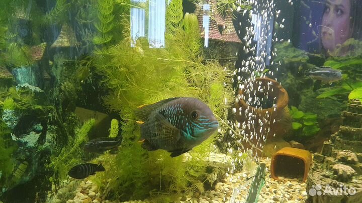 Продам аквариумных рыбок