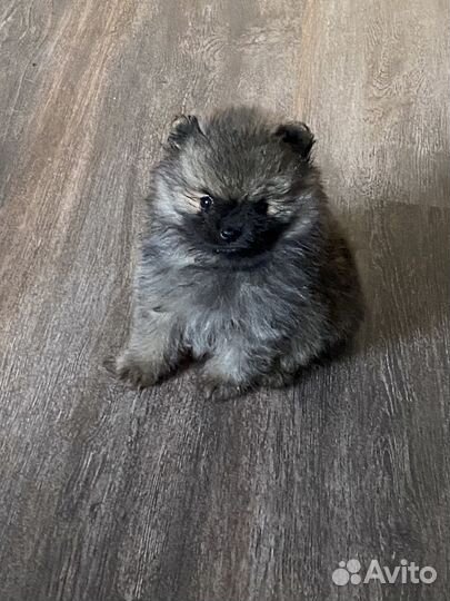 Еся и Стеша