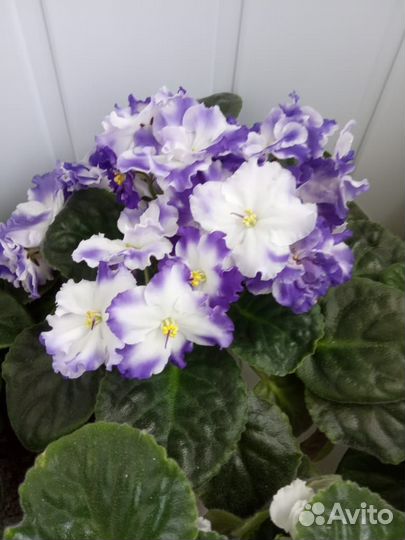 Комнатные цветы