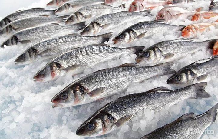 Продается готовый бизнес: рыбный магазин