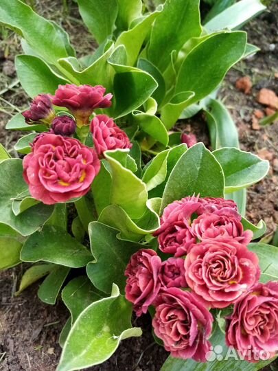 Многолетние растения для сада