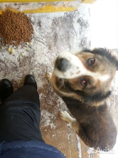 Собака в добрые руки Алабай