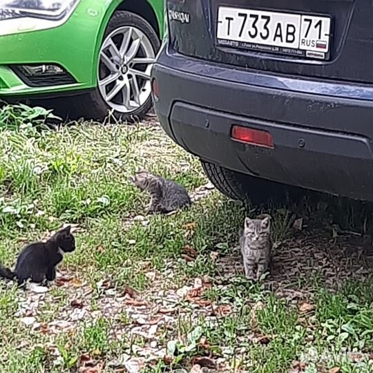 Котики в поисках дома