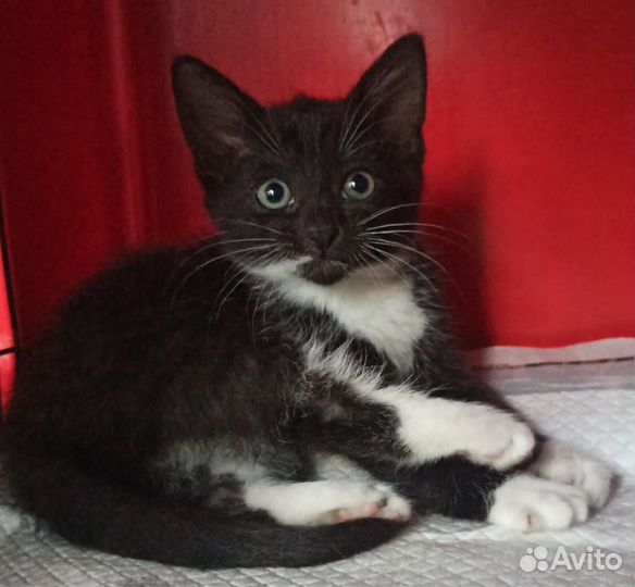 Котята девочки в добрые руки