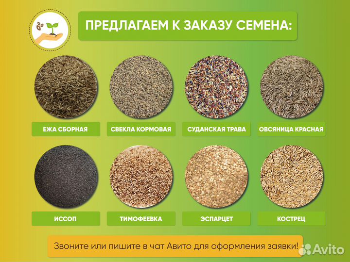 Семена ежа сборная