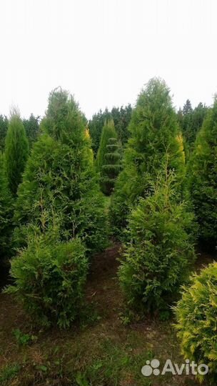 Туя Смарагд, Колумна, Брабант - опт