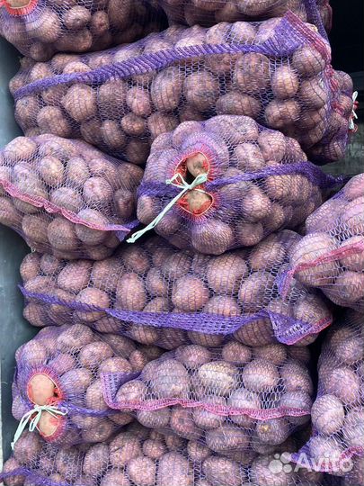 Картофель на хранение