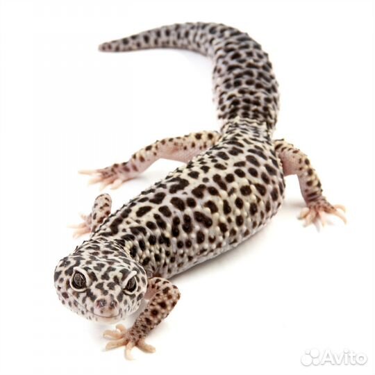 Эублефар пятнистый самка Mack Snow, L