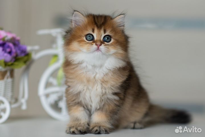 Британские котята