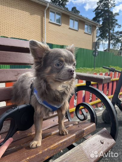 Вязка чихуахуа