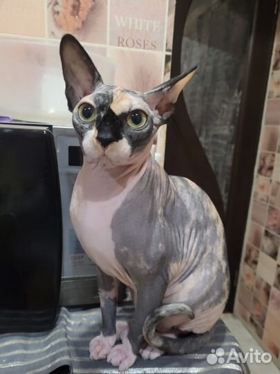 Случка кошки