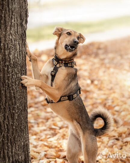 Маленькая собака в добрые руки