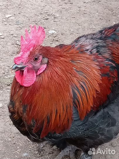 Петушки Маран черно-медный, пушкинский