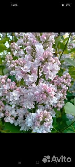 Саженцы сирени махровой