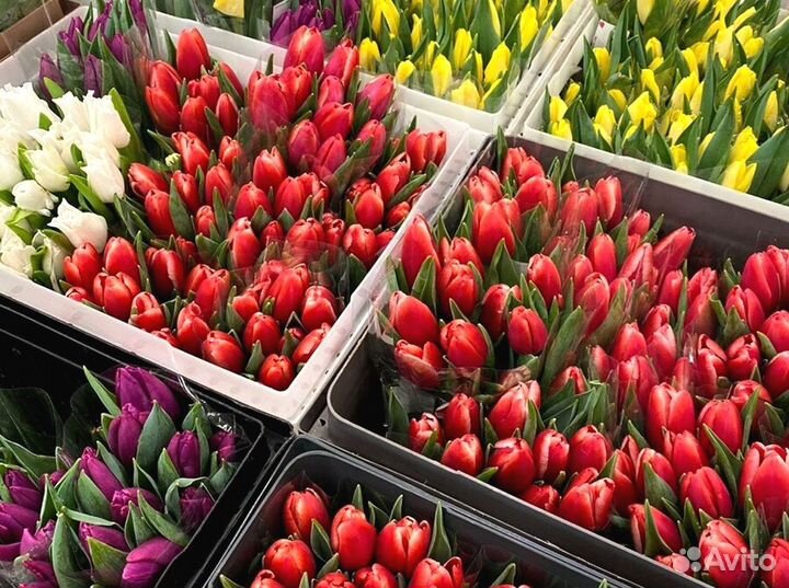 Тюльпаны оптом