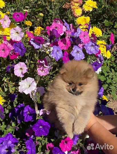 Щенки шпица