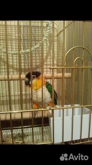 Клетка для среднего попугая