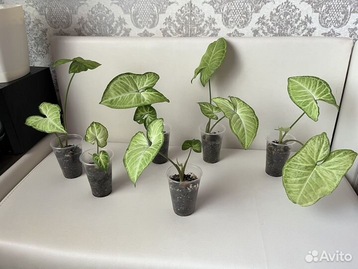 Сингониум баттерфляй / комнатный цветок