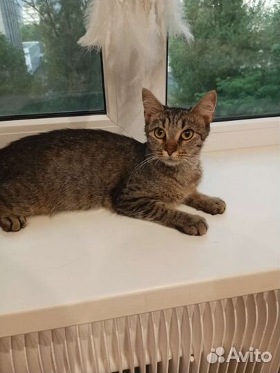 Кошка красотка камышового окраса