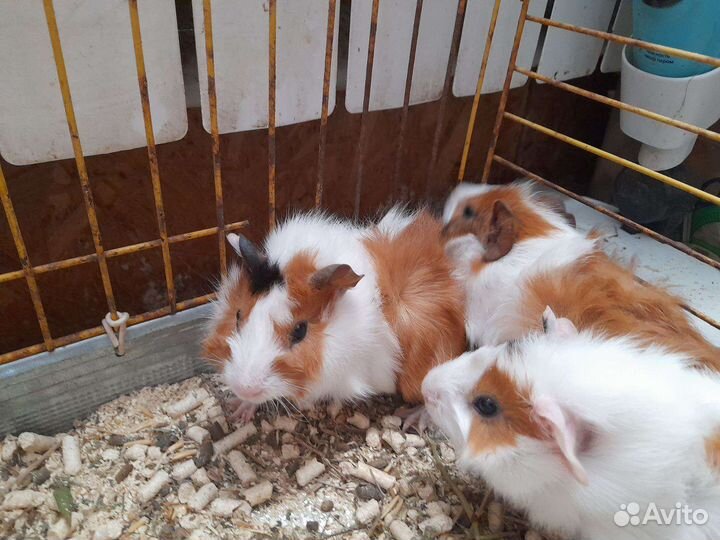 Морская свинка