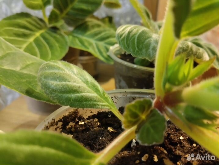 Комнатные растения цветы