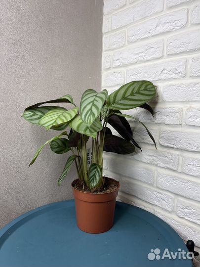 Калатея мейфлор