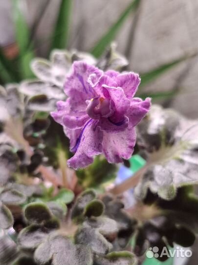 Сортовые фиалки