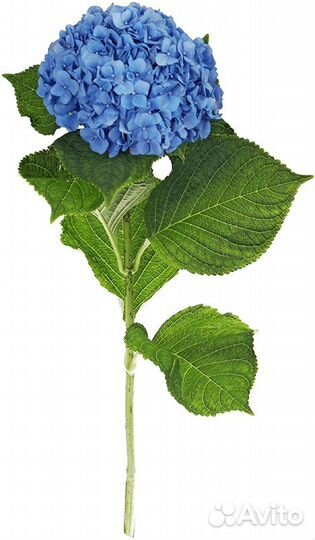 Гортензия букет гортензий 51 гортензия