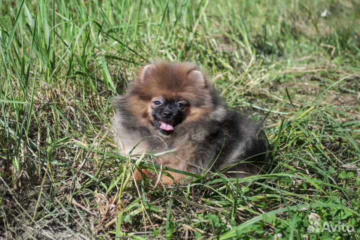 Славный парень