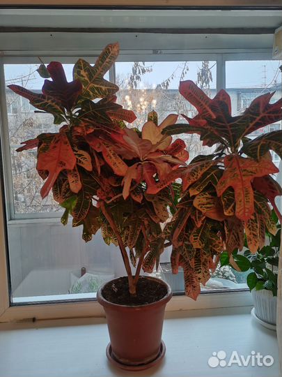 Продам кодиум