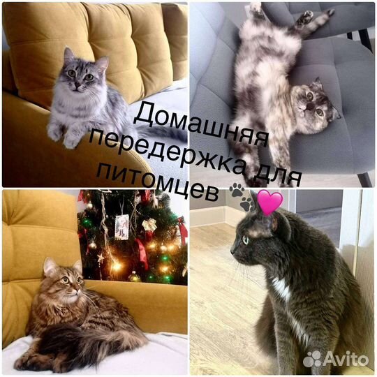 Передержка для животных